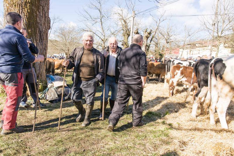 10.000 personas acudieron a esta cita anual de la localidad canguesa, en la que las reses más demandadas fueron las vacas de valles con cría.
