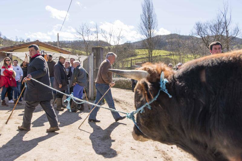 10.000 personas acudieron a esta cita anual de la localidad canguesa, en la que las reses más demandadas fueron las vacas de valles con cría.