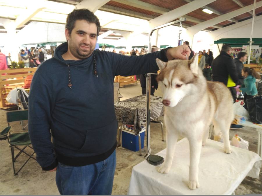 El recinto ferial de Tineo acoge la XXIV edición de la Feria del Perro, un evento convertido ya en referente dentro del panorama regional y nacional