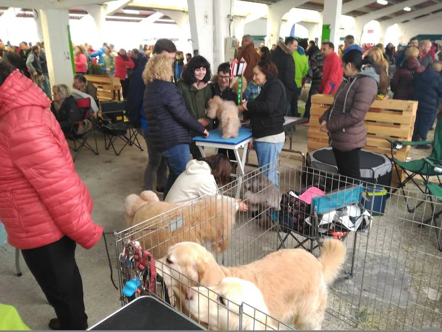 El recinto ferial de Tineo acoge la XXIV edición de la Feria del Perro, un evento convertido ya en referente dentro del panorama regional y nacional