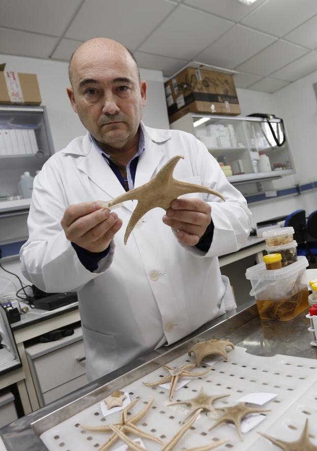 Javier Cristobo, con una estrella de mar en uno de los laboratorios del centro. 