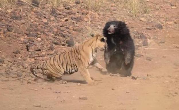 La brutal pelea entre un tigre y una osa que intentaba defender a su cría