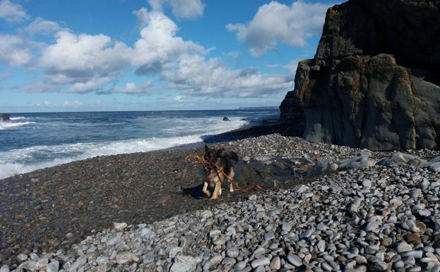 Un perro juega con un palo en la playa de Campiechos en Cadavedo. 