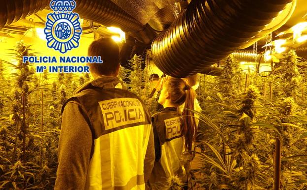 Marihuana incautada en Oviedo. 