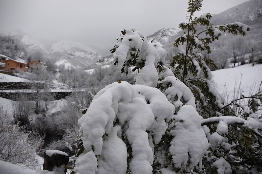 Un temporal de nieve cubre Asturias de blanco a pocas horas de la llegada de la primavera. La comarca de Picos de Europa se encuentra en alerta roja por nevadas que pueden dejar espesores de hasta cuarenta centímetros, mientras que en Suroccidente y Valles Mineros se esperan acumulaciones cercanas a los veinte centímetros.