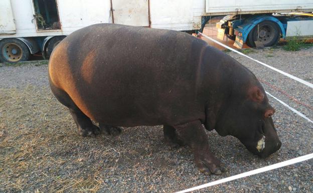 Imagen principal - Un hipopótamo pasea por un pueblo de Badajoz tras escaparse de un circo