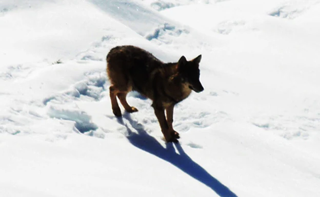 Un lobo ibérico fotografiado el pasado diciembre en la localidad de Amieva, en el mismo concejo. 