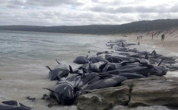 Ballenas varadas en la playa australiana. 