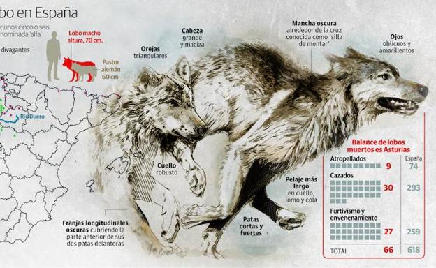 Asturias no deja crecer la población de lobos | El Comercio: Diario de  Asturias