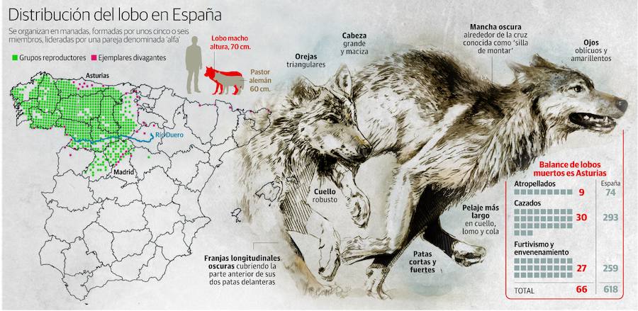 Distribución del lobo en España