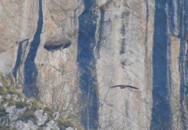 Un quebrantahuesos sobrevuela la zona en la que estaba el nido. 