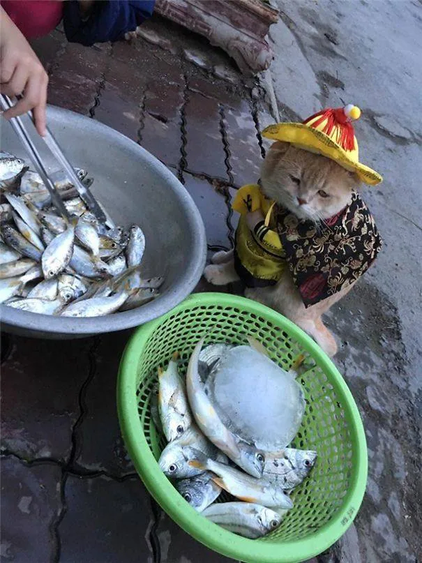 Fotos: Dog, el pescadero más adorable de Vietnam