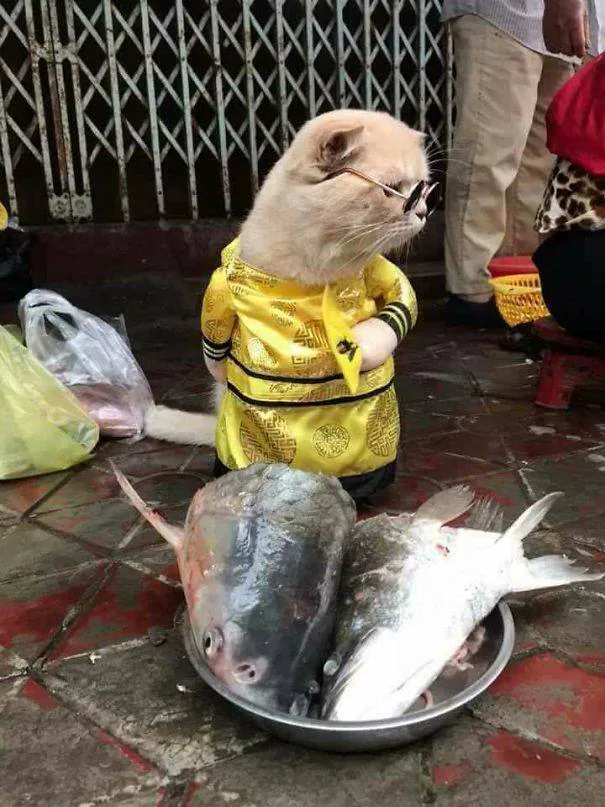 Fotos: Dog, el pescadero más adorable de Vietnam