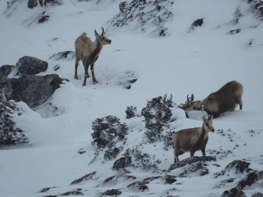 La nieve ha cerrado al tráfico el alto somedano de La Farrapona, pero ha dejado bellas estampas en el Parque Natural. Una de las que más interés suscita estos días son los lagos de Saliencia, completamente helados. 