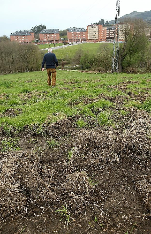 Un vecino en una de las fincas arrasadas por los jabalíes. 