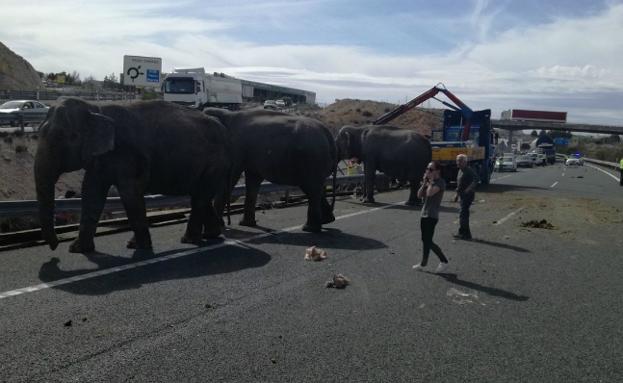Elefantes sueltos en una autovía de Albacete