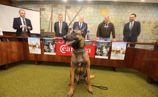 'Jack Sparrow', un pastor belga malinois, el protagonista de la presentación, hoy, de Principets, en el salón de actos de la Cámara de Comercio.