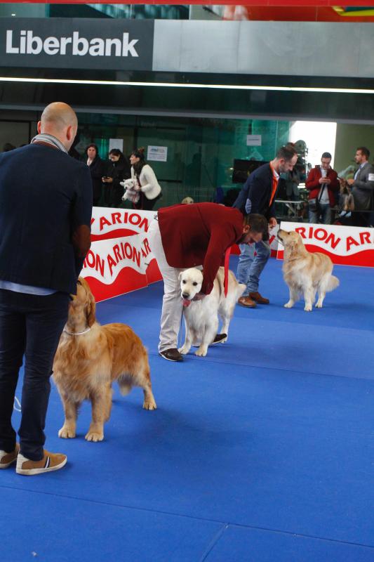 El Salón de la Mascota abre sus puertas en el pabellón de exposiciones de La Magdalena con más de 3.000 perros