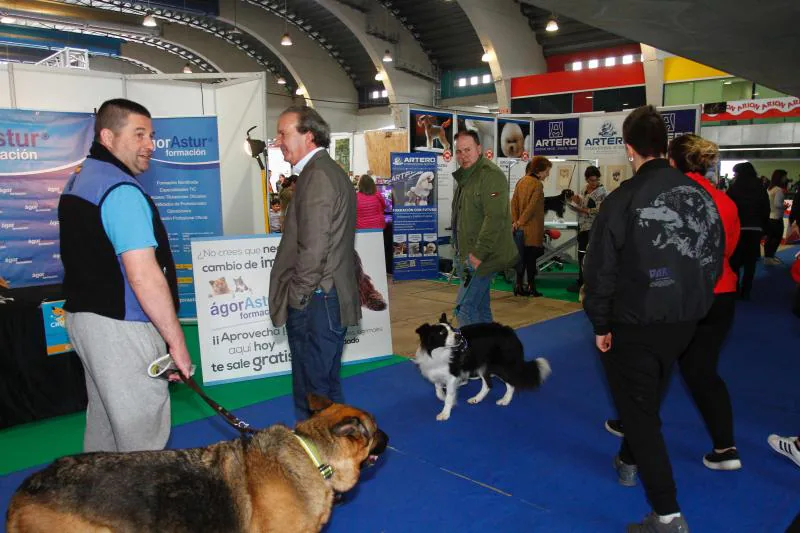 El Salón de la Mascota abre sus puertas en el pabellón de exposiciones de La Magdalena con más de 3.000 perros