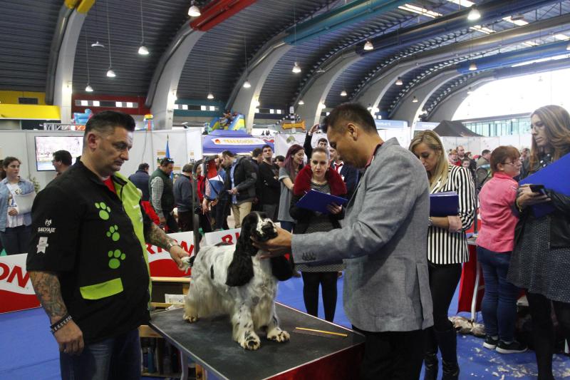 Parte de la actividad del Salón de la Mascota organizado por la Cámara de Comercio de Avilés tiene que ver con la peluquería canina