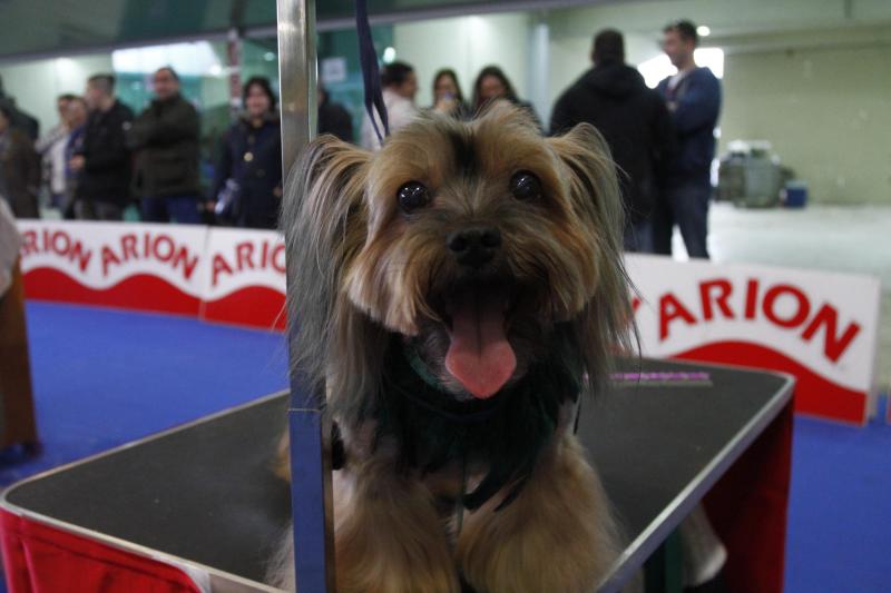 Parte de la actividad del Salón de la Mascota organizado por la Cámara de Comercio de Avilés tiene que ver con la peluquería canina