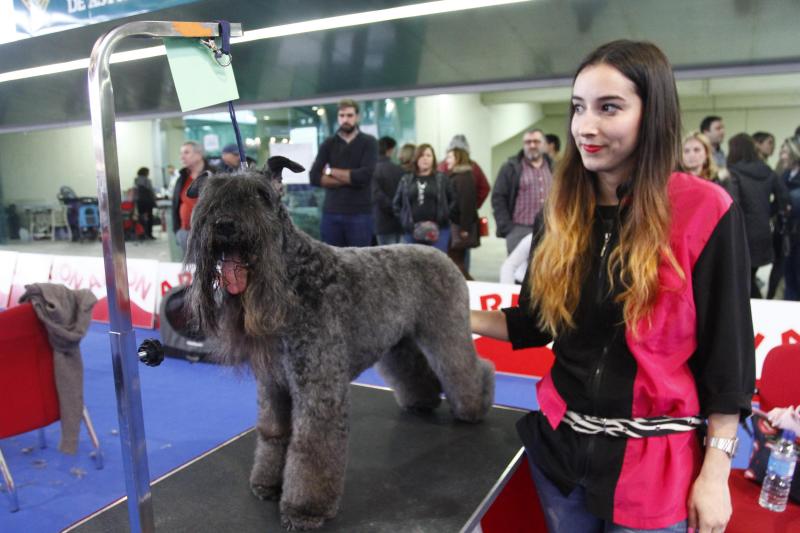 Parte de la actividad del Salón de la Mascota organizado por la Cámara de Comercio de Avilés tiene que ver con la peluquería canina