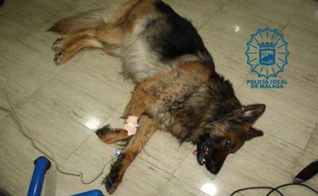 Arrastra a su perro durante 400 metros con una cuerda y le propina patadas