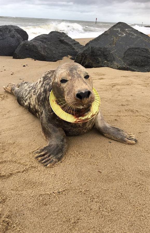 Fotos: La historia de la foca que sobrevivió con un frisbee al cuello