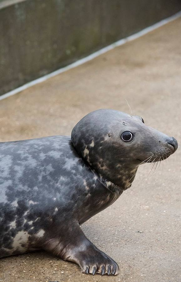 Fotos: La historia de la foca que sobrevivió con un frisbee al cuello