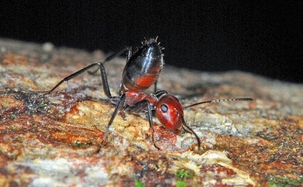 Descubren una especie de hormigas «bomba» que explotan ante el enemigo