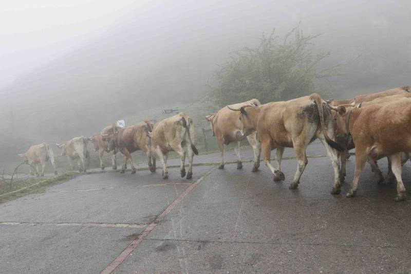 Fotos: Tradicional subida del ganado al puerto de la Montaña de Covadonga