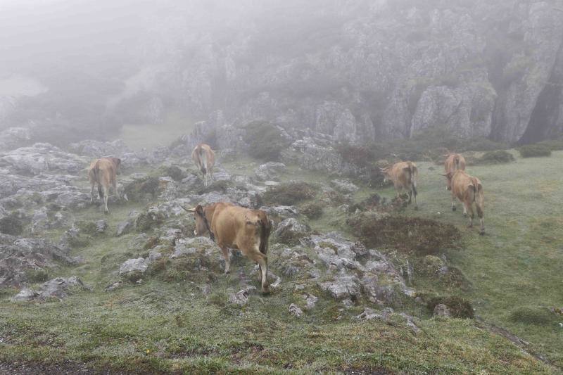 Fotos: Tradicional subida del ganado al puerto de la Montaña de Covadonga