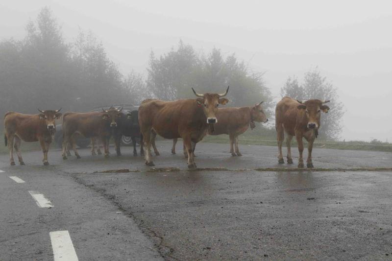 Fotos: Tradicional subida del ganado al puerto de la Montaña de Covadonga