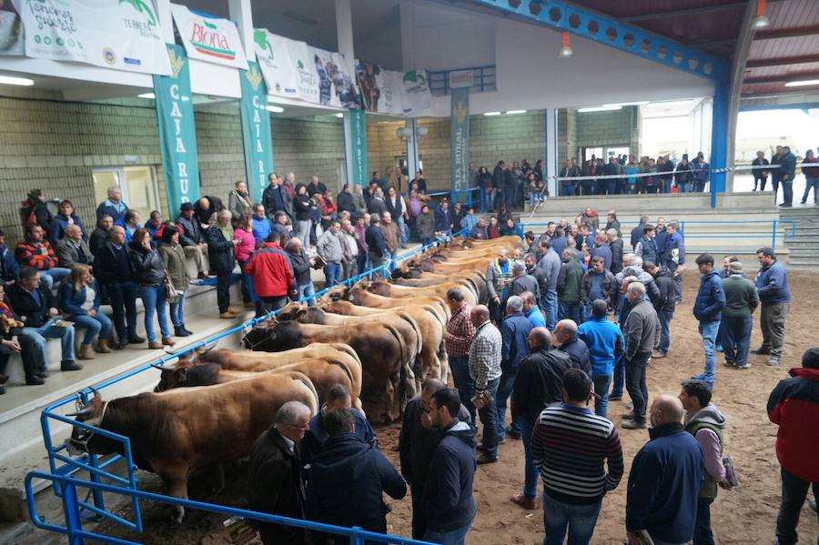 Éxito en la subasta de raza Asturiana de los Valles en Cangas del Narcea. Diecisiete sementales captaron la atención del público, que abarrotó las gradas y animó las pujas. El semental más cotizado logró 4.500 euros.