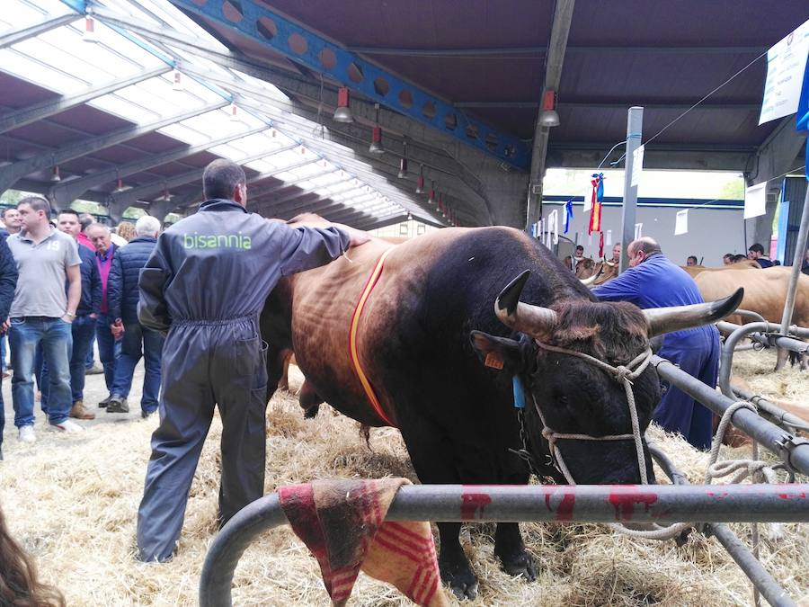 Éxito en la subasta de raza Asturiana de los Valles en Cangas del Narcea. Diecisiete sementales captaron la atención del público, que abarrotó las gradas y animó las pujas. El semental más cotizado logró 4.500 euros.