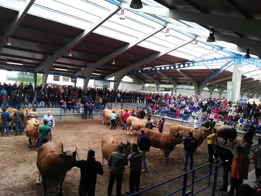 Éxito en la subasta de raza Asturiana de los Valles en Cangas del Narcea. Diecisiete sementales captaron la atención del público, que abarrotó las gradas y animó las pujas. El semental más cotizado logró 4.500 euros.