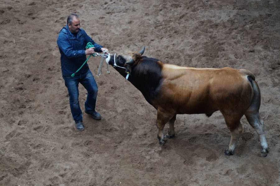 Éxito en la subasta de raza Asturiana de los Valles en Cangas del Narcea. Diecisiete sementales captaron la atención del público, que abarrotó las gradas y animó las pujas. El semental más cotizado logró 4.500 euros.