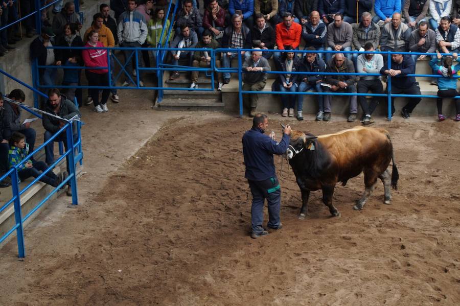 Éxito en la subasta de raza Asturiana de los Valles en Cangas del Narcea. Diecisiete sementales captaron la atención del público, que abarrotó las gradas y animó las pujas. El semental más cotizado logró 4.500 euros.