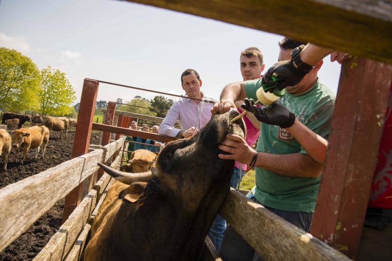 Fotos: 250 reses suben al Monte Cayón, en Infiesto