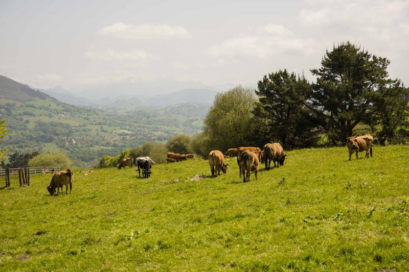 Fotos: 250 reses suben al Monte Cayón, en Infiesto