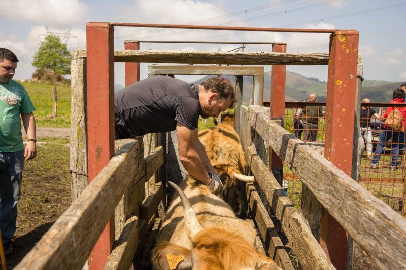 Fotos: 250 reses suben al Monte Cayón, en Infiesto