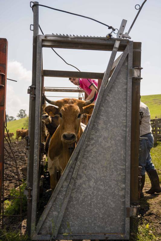Fotos: 250 reses suben al Monte Cayón, en Infiesto