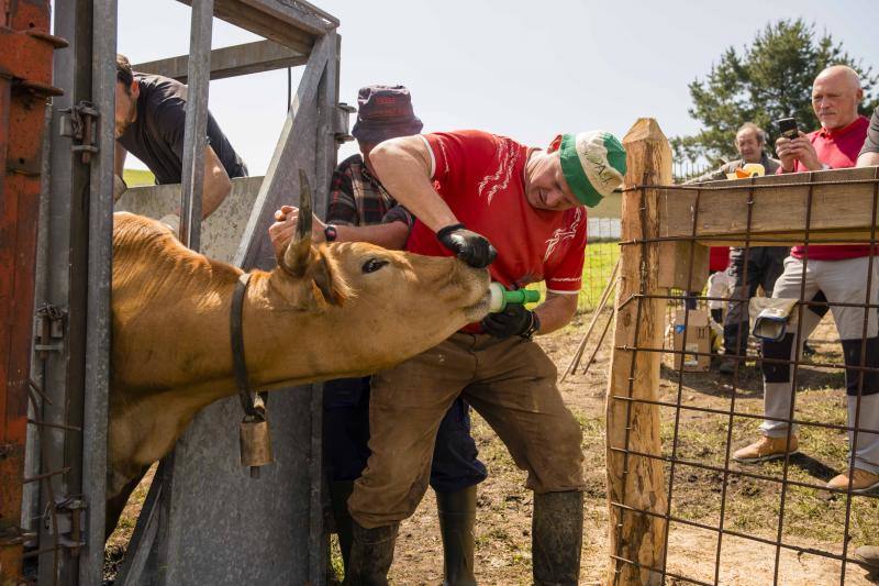 Fotos: 250 reses suben al Monte Cayón, en Infiesto