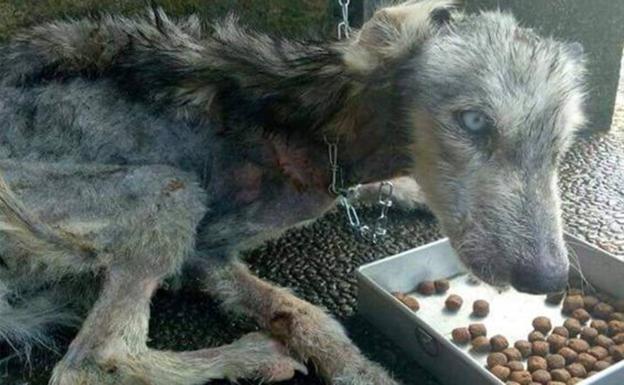 La impresionante recuperación de una perra abandonada permitió reconocer su verdadera raza