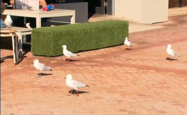 La original solución de un restaurante australiano para espantar a las gaviotas de su terraza