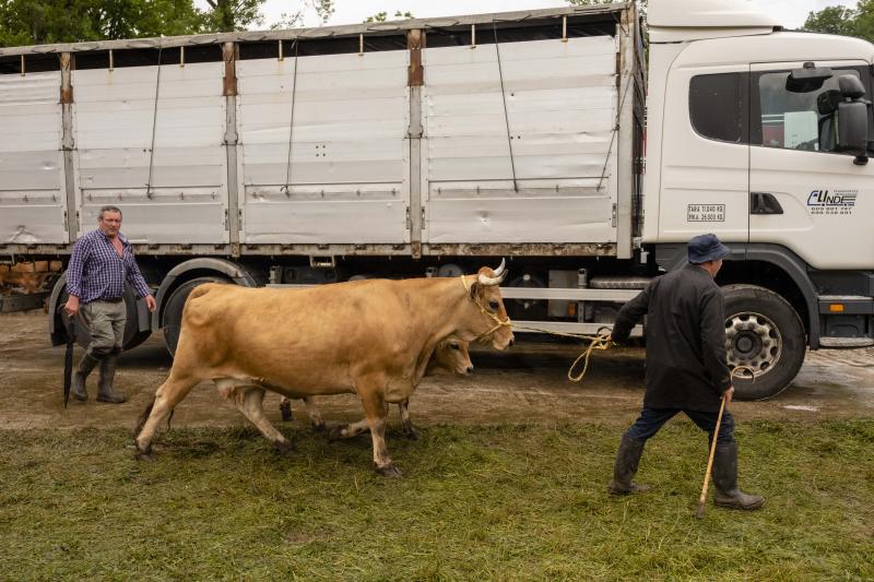 Éxito de la feria de Corao. Centenares de personas desafiaron el mal tiempo y disfrutaron del tracional certamen ganadero, que finalizó con un buen balance de operaciones.