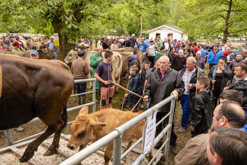 Éxito de la feria de Corao. Centenares de personas desafiaron el mal tiempo y disfrutaron del tracional certamen ganadero, que finalizó con un buen balance de operaciones.