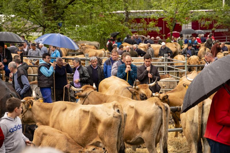 Éxito de la feria de Corao. Centenares de personas desafiaron el mal tiempo y disfrutaron del tracional certamen ganadero, que finalizó con un buen balance de operaciones.