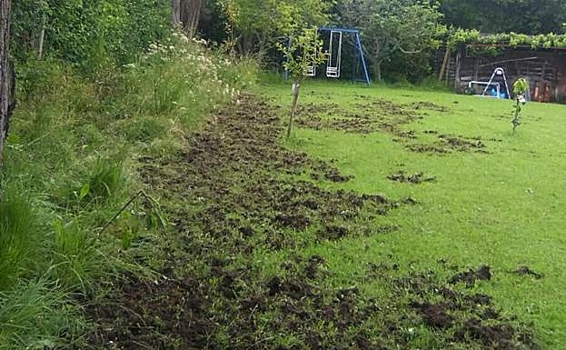 Siete jabalíes causan destrozos en fincas de Castiello de Bernueces