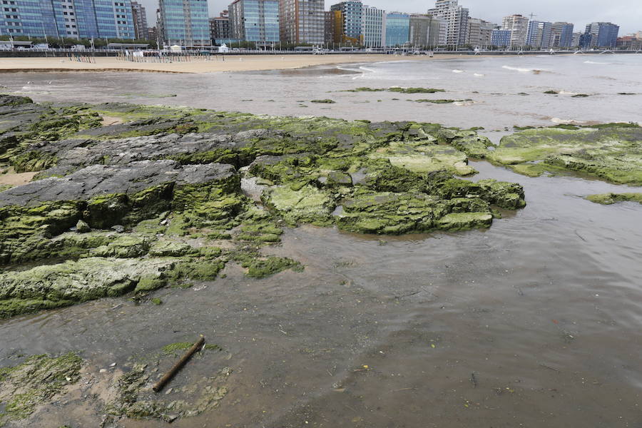 La aparición de una nueva mancha de vertido en la desembocadura del río Piles y ratas muertas en la arena de San Lorenzo ha obligado a izar de nuevo la bandera roja en el arenal gijonés. 